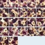 Desert & Dawn Florals